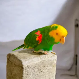 ببغاء دبل يلوهد ماغنا
