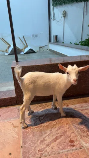 انثى بقمي مكس بلجيكي امريكي مطور