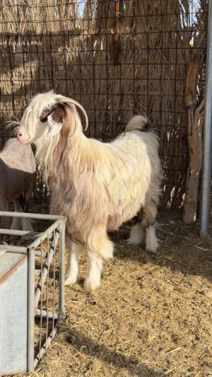 شاه رحبيه سميين