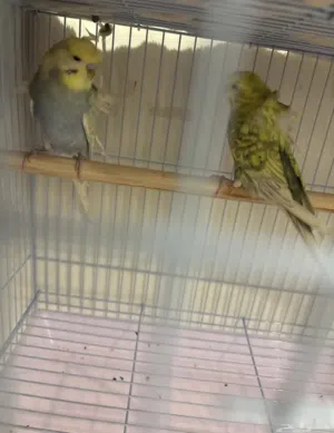 بادجي هوقو كرست