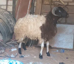 خروف للبيع