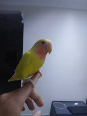 للبيع لافبيرد متعلم لاكن اخر فتره محد قام يهتم له ف قام يخاف شوي لاكن مع الوقت يتع البينو عيونه حمرا