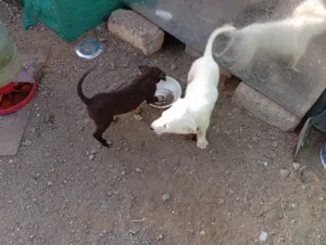 كلاب للبيع