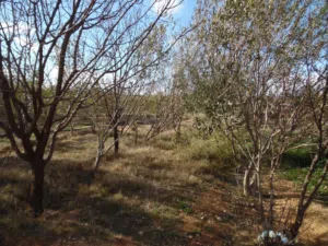 أرض فلاحية  للبيع شرق  تراب  ولاية الجلفة