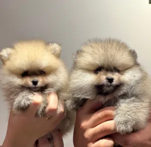 جراوي مني بومارينين أهالي مستورده Mini Pomeranian puppies