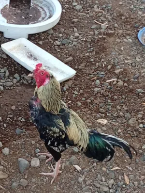 دجاج البيع لو البدل زوج اببص