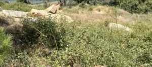 Land for Sale in Abey – 730 m2