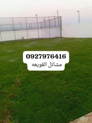 عشب للبيع امريكي بسليم صيفي وشتوي درجه اولي لتعشيب الحدائق العامه والاستراحات والمنازل والمنتزهات..