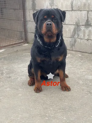 Rottweiler1