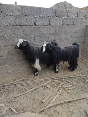 اغنام عمانيه للبيع