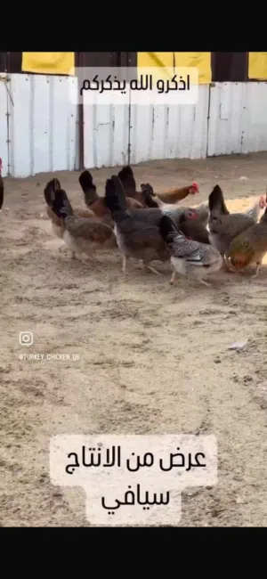 للبيع أطباق بيض دجاج عربي