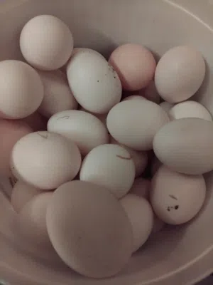 بيض بلدي مخصب وطبخ