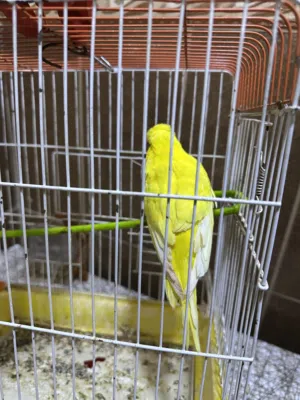 للبيع فقط طيره انكليزي خشونه فول والعيون حمره
