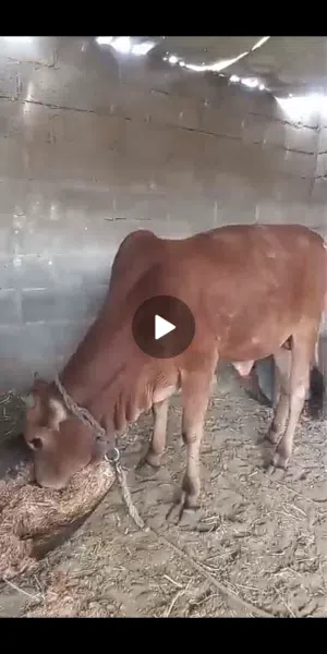 ثور سمين راهي