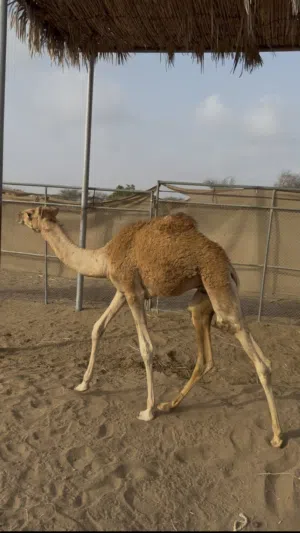 للبيع جعود رضيع