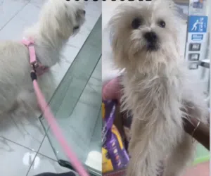 كلب مالتيز ما يكبر ذكر