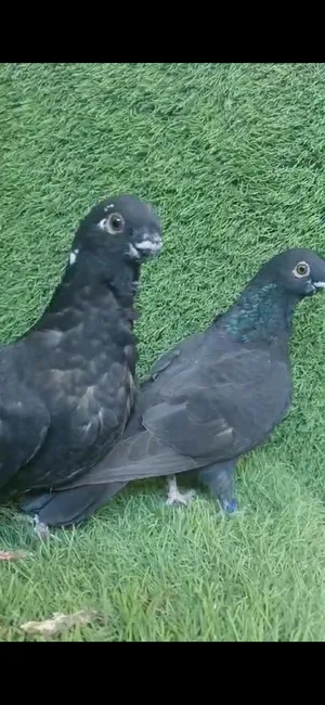 Pigeons4