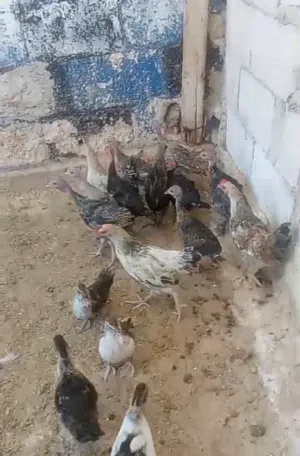 موجود 7اناثي وذكر حبش بلدي عمر 4شهور و3فرخات وديك جاج بلدي عمر 4شهور  و4فراخ بط بلدي بصلاة على النبي