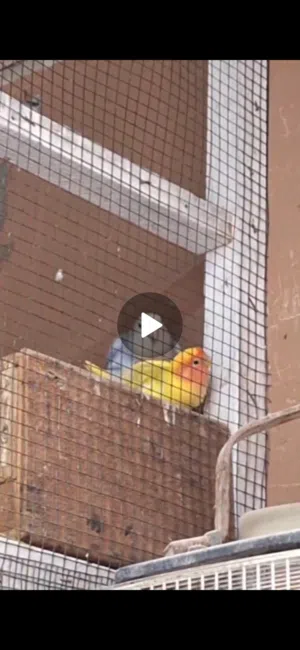 للبيع زوج لافبيرد  شرط منتج