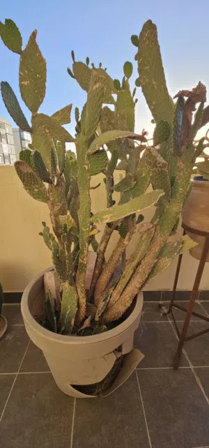 Outdoor plants 2 - 5BD