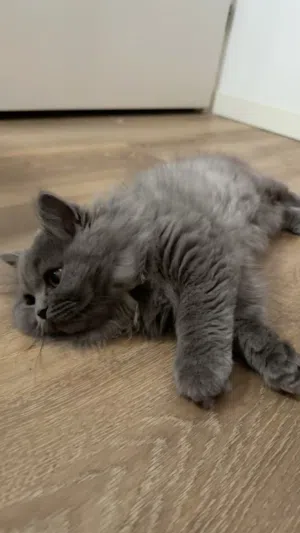 grey female British longhair cat vaccinated with passport قطة أنثى لونها رمادي من نوع بريتش لونغ هير