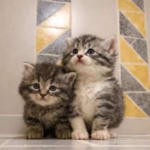 كتن تبارك الرحمان شوفولي المستوى سكوتش لونق هير توب نضافه بسعر مناسب جدا جدا الله يبارك لصاحب النصيب