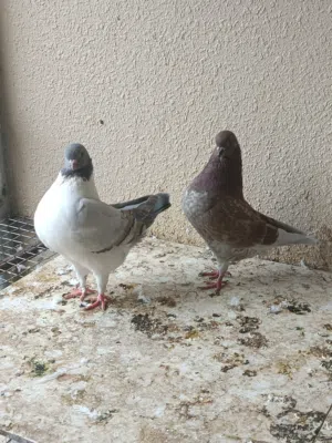 أبو موسى 