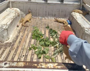 موجود ضبان للبيع