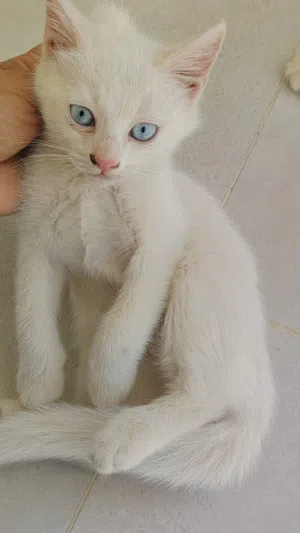 قطة شيرازية