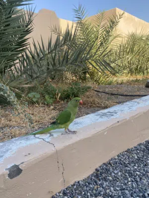 للبيع ببغاء عمانيه