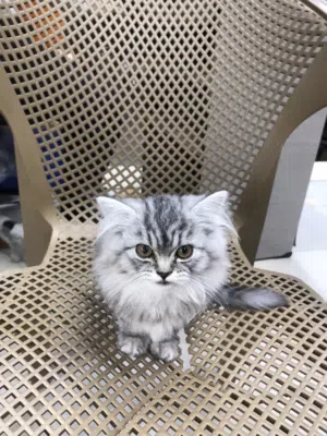 قطه دبدوبه شيرازي بيور 60 يوم نضيفه ومتعوده عاللتر بوكس