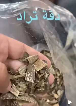 ‏عود ‏.‏ جديد‏1