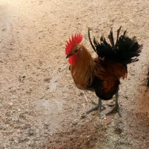 ابو نادر المصري 