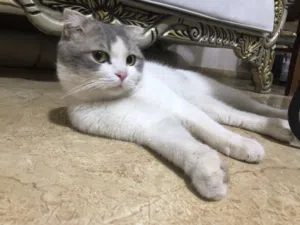 قط سكوتش فولد  هادء جدا و لطيف  ذكر  فضولي