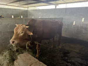 ثور عماني مطعوم ما شاء الله لحم