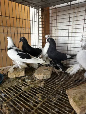 موجود سبعه ذكور هزاز