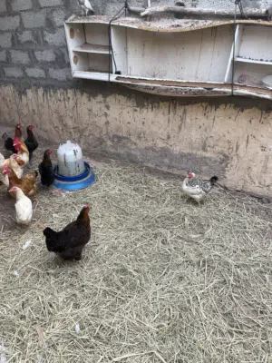 دياي حمام يوجد بعد