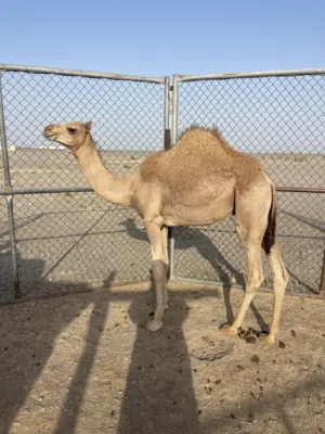 قعود حورا تحت امه للبيع
