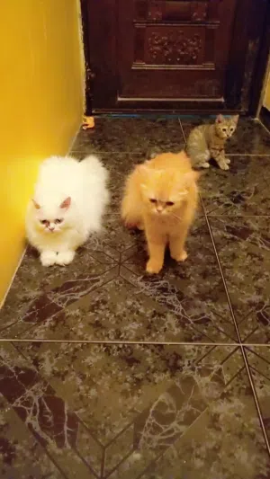 Free Adoption – Female, Male Cat & Kitten
