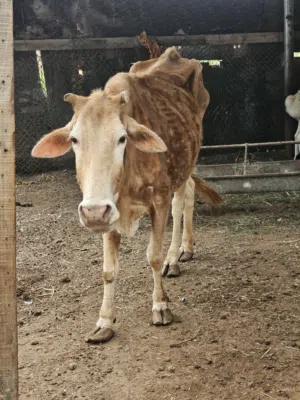 للبيع بقره عمانيه