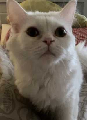 FEMALE 7 MONTHS OLD (PERSIAN AND BRITISH SHORT HAIR BREED) NOT SPAYED READY FOR BREEDING, CLINGY