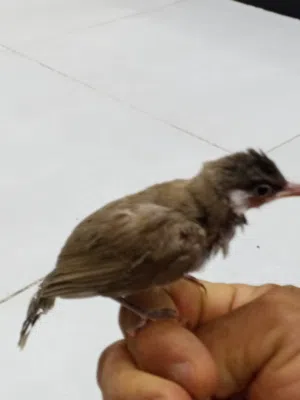 بلابل الفئات مخاليف ملأت الجزيره بدايه تغريد