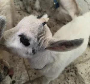 تيس القزم شهر ونص