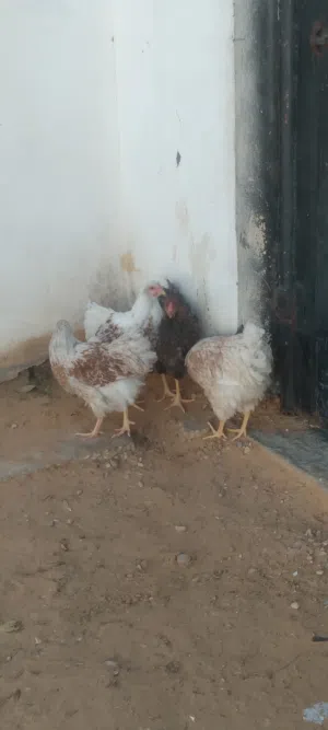 سلاسة دم صافي وان دوت العرض قدامك ودجاج براهما