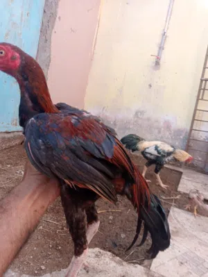 Pakistani Murga Mianwali