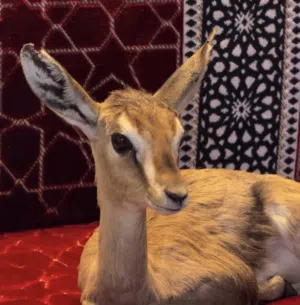 العلوي 