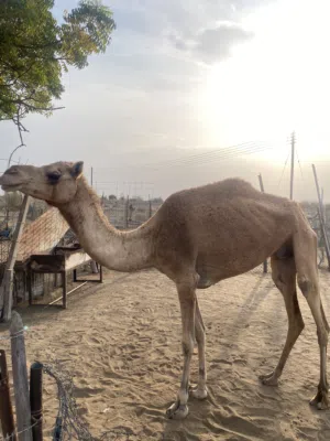للبيع ناقه