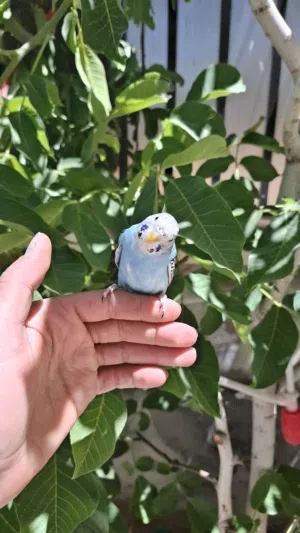 عصفور حب بادجي اليف