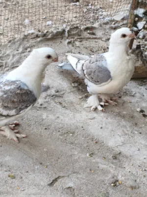 متاح زوج ستلايت مخاليف نكار اقجم وذيل مطرز