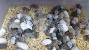 هامستر روسي القزم